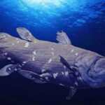 Cá vây tay: Loài cá hóa thạch sống bí ẩn tái xuất hiện