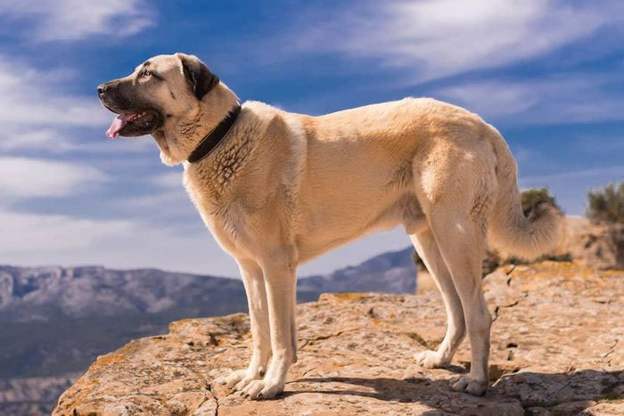 Kangal - giống chó Quốc khuyển bảo vệ gia súc của Thổ Nhĩ Kỳ