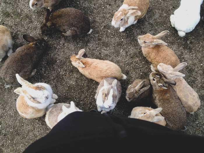 Khủng hoảng tại đảo Thỏ Ōkunoshima do thói quen của du khách