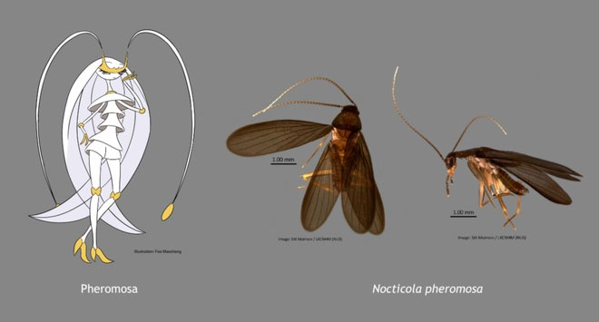 Phát hiện gián mới tại Singapore tên Nocticola pheromosa