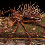 Bức ảnh nhện khổng lồ bị nấm "thây ma" ký sinh