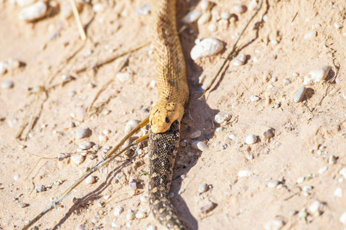 Rắn hổ mang Nam Phi nuốt chửng puff adder tại Kgalagadi