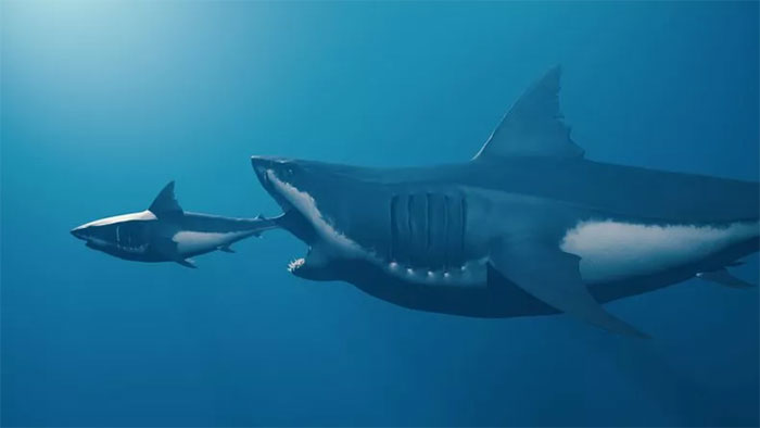 Mới phát hiện về hình dáng "siêu quái vật" Megalodon