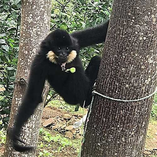 Vượn đen má hung đực bất ngờ xuất hiện tại Đà Nẵng