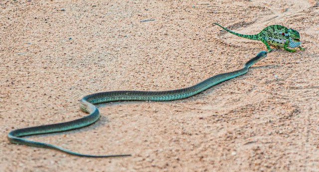 Rắn lục Boomslang kịch độc ở Công viên Quốc gia Kruger