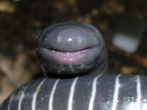 Phát hiện khả năng sản xuất sữa của Ringed caecilian