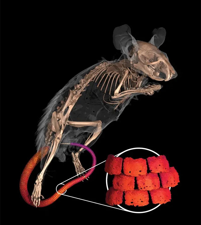 Khám phá bên trong thằn lằn và chim qua OpenVertebrate