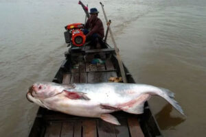 Nguy cơ tuyệt chủng đối với loài cá sông Mekong