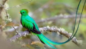 Vẻ đẹp huyền bí của chim Resplendent Quetzal