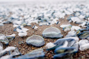 Velella velella: Kỳ quan màu xanh của đại dương