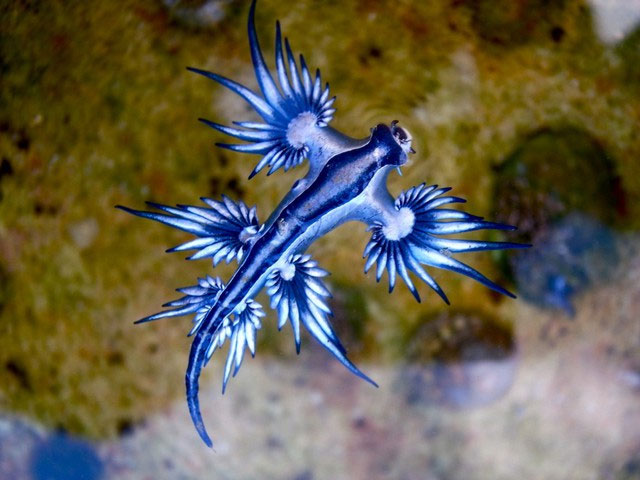 Vẻ đẹp kỳ lạ của Glaucus atlanticus, rồng biển xanh nhỏ bé