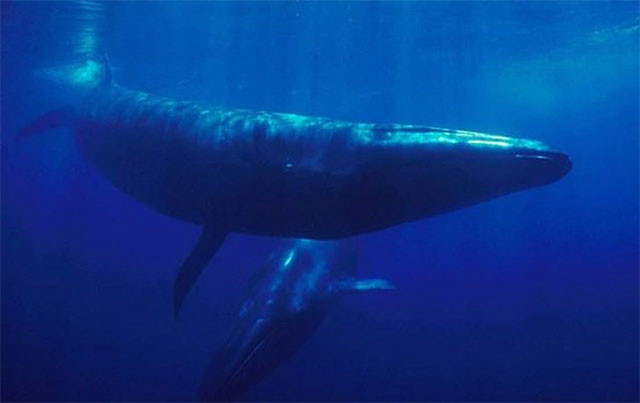Cá voi Sei đang quay trở lại Patagonia sau 1 thế kỷ