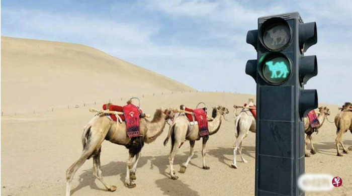 Cỗ máy du lịch sa mạc: Cưỡi lạc đà mê hoặc du khách