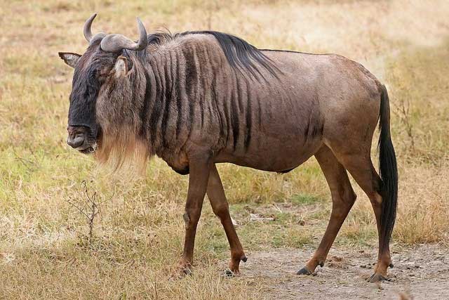 Khám phá bí ẩn về linh dương đầu bò ở châu Phi