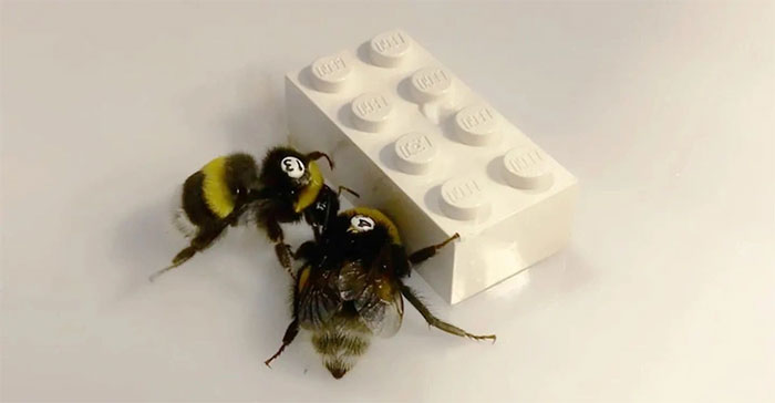 Sự hợp tác và trí thông minh đặc biệt của loài ong