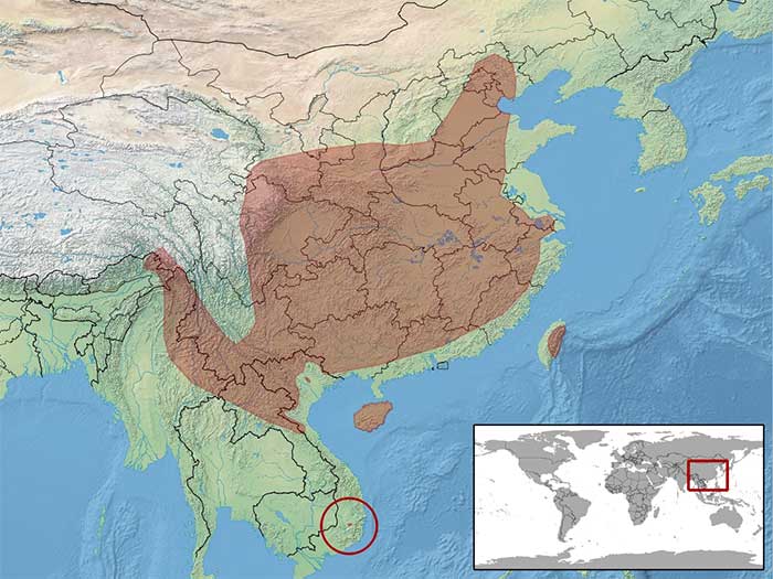 Rắn sọc quan: viên ngọc quý của núi rừng Việt Nam