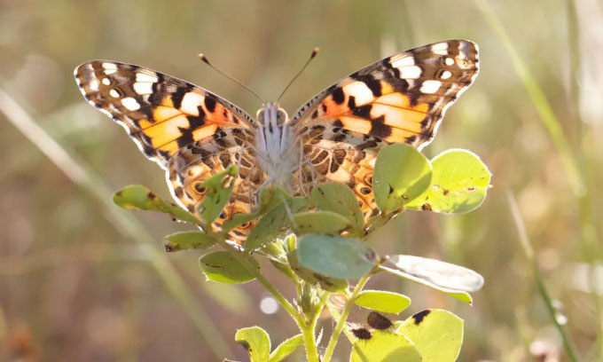 Bướm Vanessa cardui bay xuyên Đại Tây Dương nhờ gió Sahara