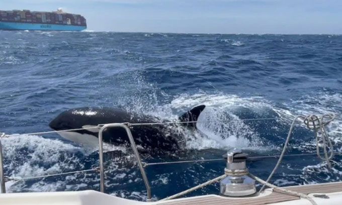 Cá voi sát thủ và hành vi đâm tàu ở eo biển Gibraltar