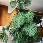 Monstera và những điều cần biết về trái cây độc đáo này