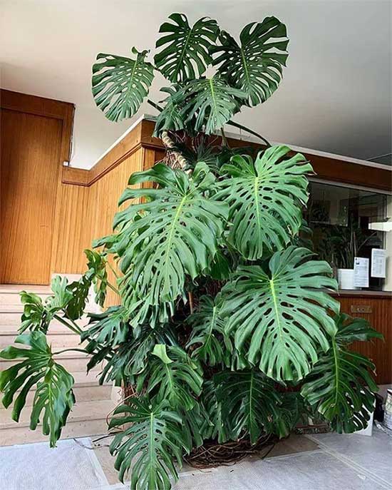 Monstera và những điều cần biết về trái cây độc đáo này