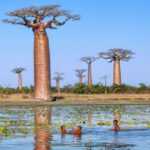 Nghiên cứu về cây baobab và lịch sử tiến hóa của chi Adansonia