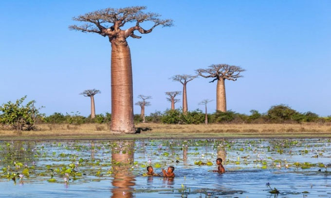 Nghiên cứu về cây baobab và lịch sử tiến hóa của chi Adansonia