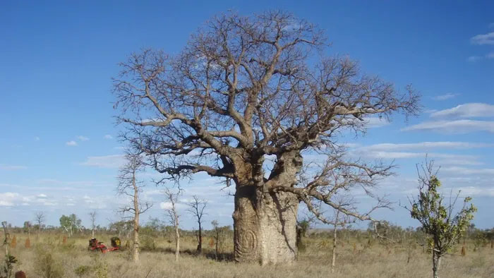 Bí ẩn nguồn gốc của cây bao báp từ Madagascar