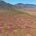 Phát hiện những gò mối lâu đời nhất ở Namaqualand