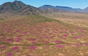 Phát hiện những gò mối lâu đời nhất ở Namaqualand