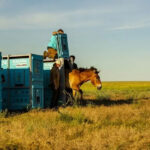 Ngựa Przewalski trở lại thảo nguyên Kazakhstan sau 200 năm