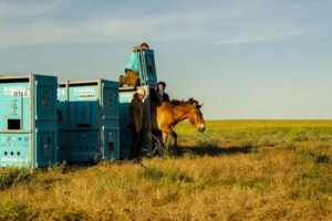 Ngựa Przewalski trở lại thảo nguyên Kazakhstan sau 200 năm