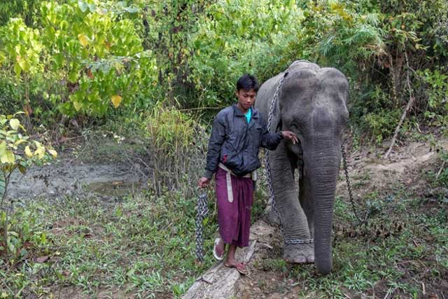 Voi và khả năng trí nhớ đáng kinh ngạc