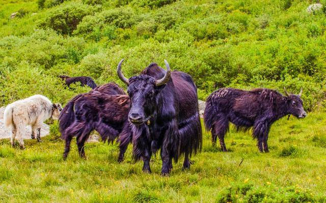 Khả năng thích nghi tuyệt vời của bò yak hoang dã